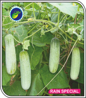 RAIN SPECIAL