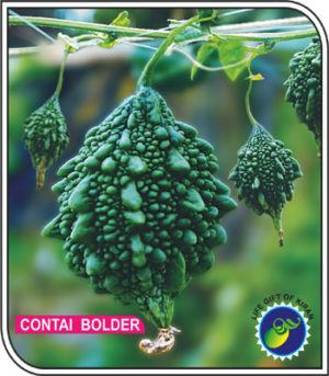 CONTAI BOLDER