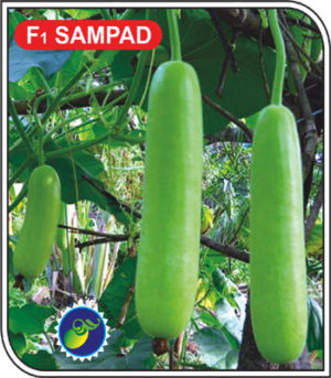 F1 SAMPAD