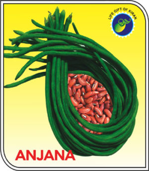 ANJANA