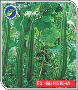 F2 – SUREKHA