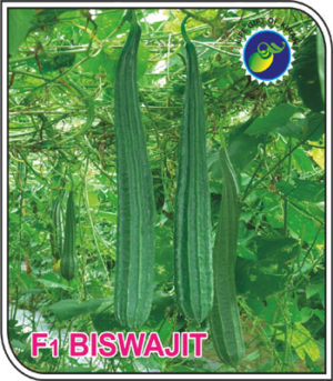 F1 – BISWAJIT