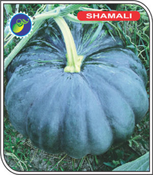 SHAMALI