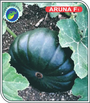 ARUNA F1