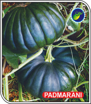 PADMARANI