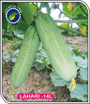 LAHARI – 14 L